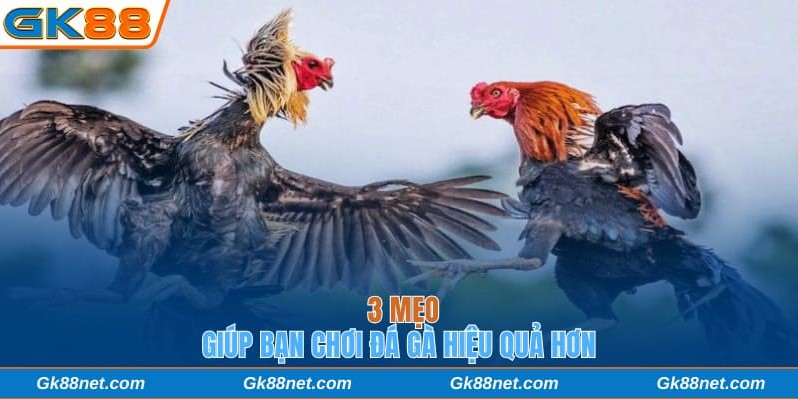 3 mẹo giúp bạn chơi đá gà hiệu quả hơn