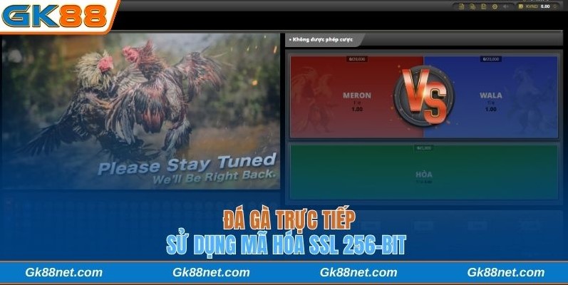 Đá gà trực tiếp sử dụng mã hóa SSL 256-bit