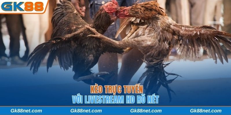 Kèo trực tuyến với livestream HD rõ nét