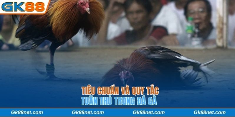 Tiêu chuẩn và quy tắc tuân thủ trong đá gà